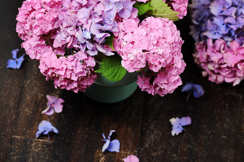 tc-july-2025-blog-hydrangea