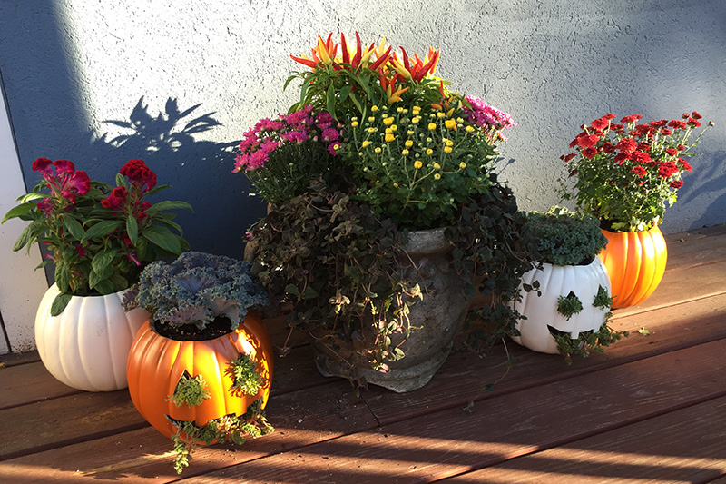 tc-fall-container-plantings-10242025