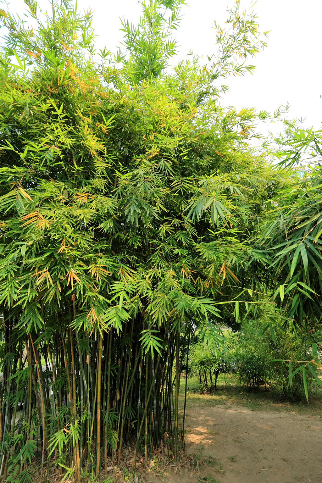 tc-july-blog-bamboo-07202026jpg